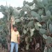 درباره کاکتوس علوفه ای cactus